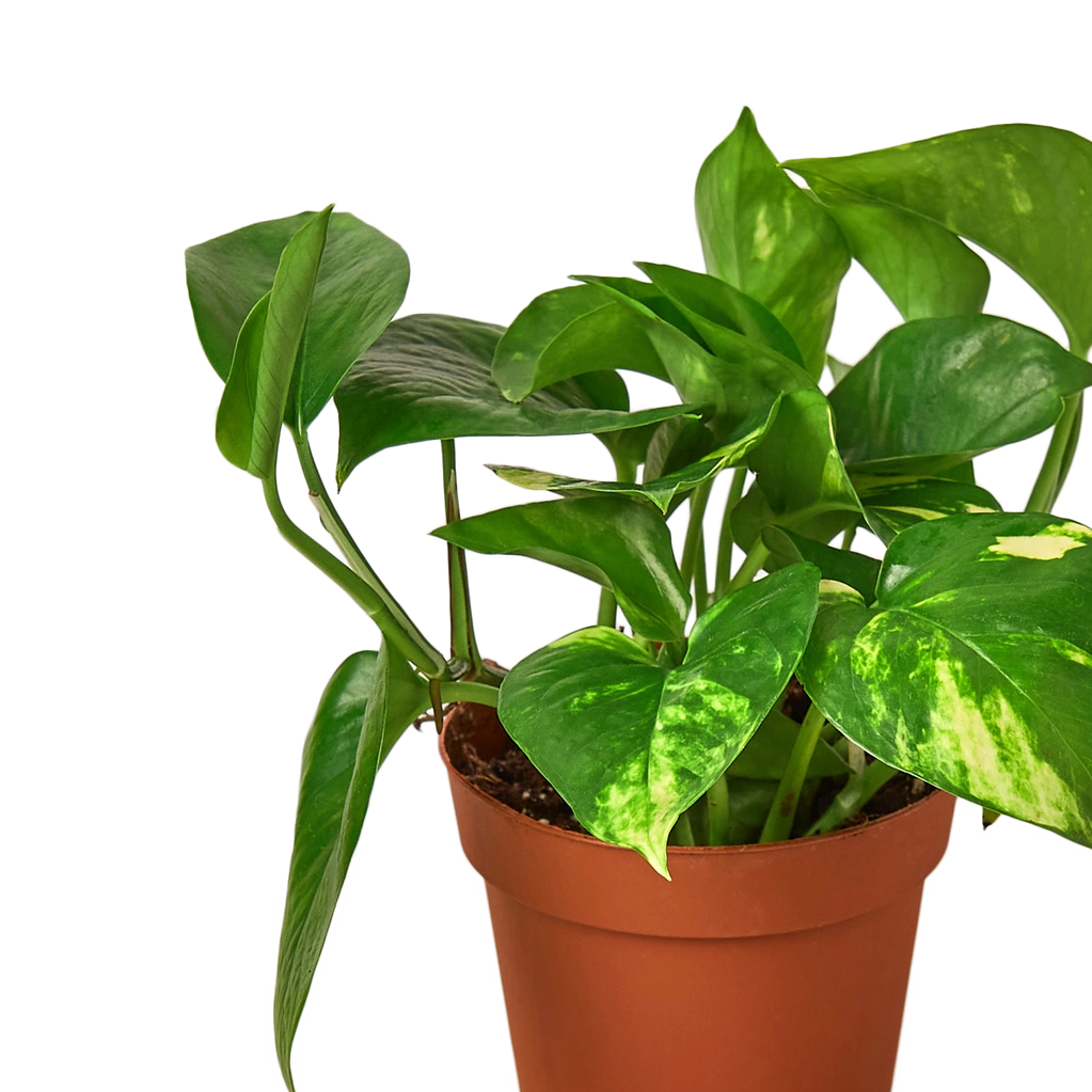 Golden Pothos